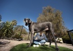 Cão mais alto do mundo morre nos EUA  (Foto: AP)