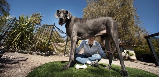 Giant George foi reconhecido pelo livro Guinness World Records como o mais alto cão do mundo - AP