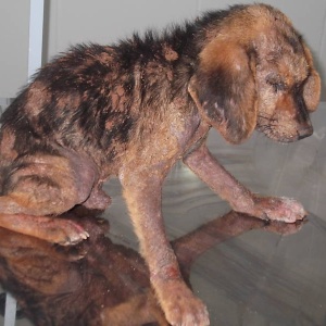 Cão que ficou 12 horas enterrado recebeu transfusão - Divulgação